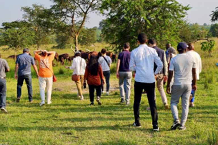 A group of people walking across a loan towards a herd of cattle